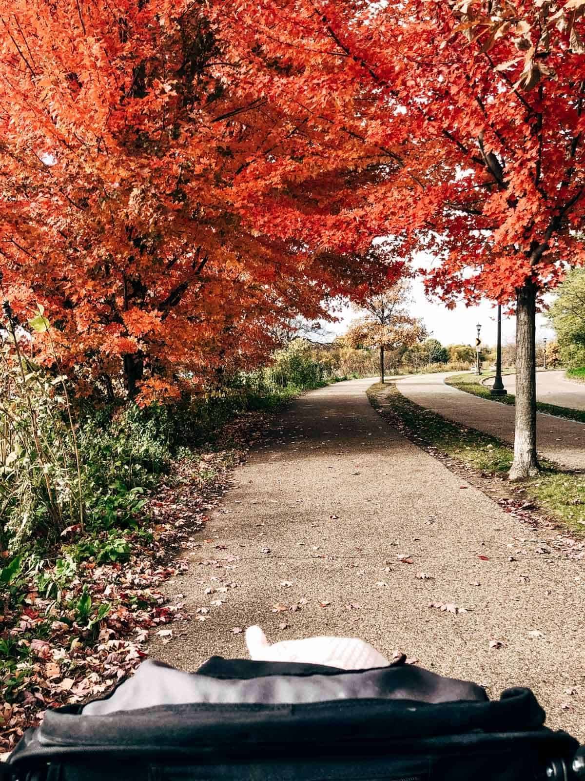 A sidewalk that passes through trees with leaves that have changed colors.